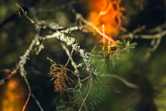 Beautiful abstract pine tree branches with moss. A soft focus image with light leaks. Nice for background. In Nida, Lithuania