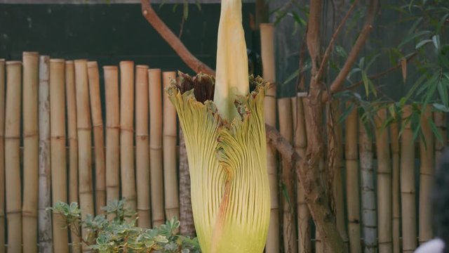 Corpse flower blooming