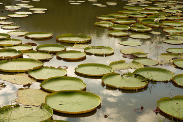 Giant leaves of the Victoria waterlily in the pond