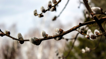 Spring twig with fluffy gray buds on a blurred background.
