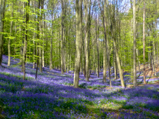 Fototapeta na wymiar Seasonal purple-blue carpet of flowering bluebells wild hyacinths in spring forest