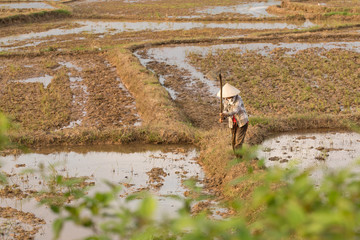 Obraz premium Vietnamese planting rice on a rice paddy field