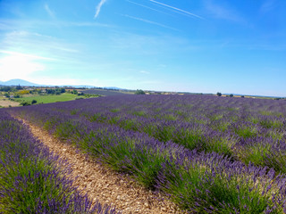 Fototapeta na wymiar Summer blossoming of lavender fields in Provence near Valensole