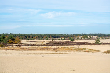 Landscape with yellow sand dunes, trees and plants and blue sky, National park Druinse Duinen in North Brabant, Netherlands