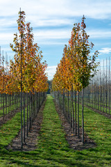 Public and privat garden, parks tree nursery in Netherlands, specialise in medium to very large...