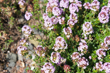 Common thyme blossoming purple plant in garden