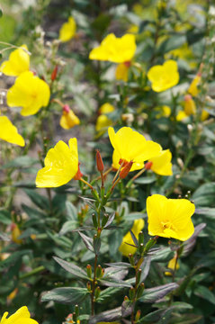 Oenothera missouriensis ozark sundrops yellow flowers