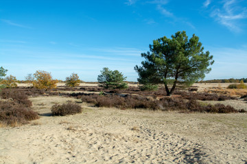 Landscape with yellow sand dunes, trees and plants and blue sky, National park Druinse Duinen in North Brabant, Netherlands