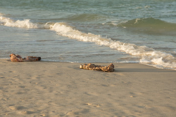 Plastic products clog nature more and more. Plastic bottle covered in sea barnacles and sponges (foulers) and cast ashore on the beach, marine pollution. Nature is fighting with the garbage