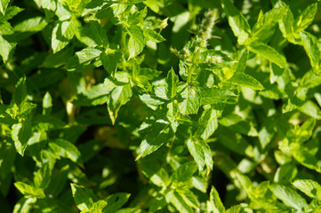 Mentha piperita or peppermint green plant background