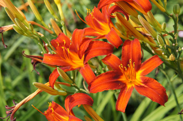 Hemerocallis or daylily lilly orange red flowers in garden
