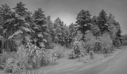 Obraz premium winters landscape 