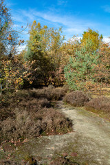Landscape with autumn forest growth on sand, National park Druinse Duinen in North Brabant, Netherlands