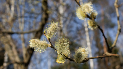Spring background with blooming shaggy buds.