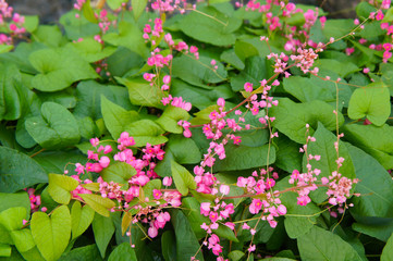 Antigonon leptopus or mexican creeper or coral vine or bee bush plant 