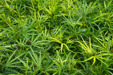 Miagos bush or tanaman ararea or  green plant background