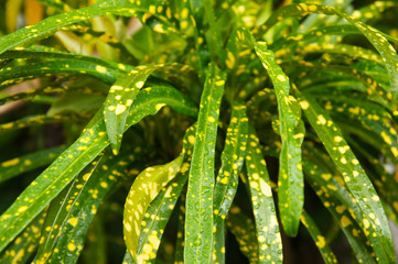 Croton johannis or codiaeum variegatum green spotted plant