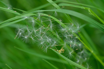 Die Samen des Löwenzahn