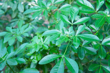 Choisya ternata or mexican orange green plant