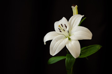 Fototapeta na wymiar White lilies on black background close-up