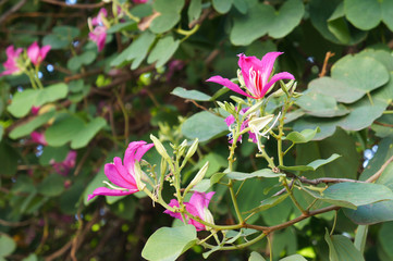 Pink flowers bauhinia blakeana or hong kong orchid tree 