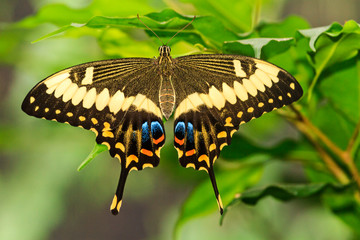 beautiful butterfly sits among the green