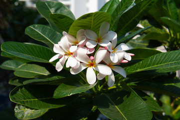 Obraz na płótnie Canvas Plumeria obtusa or singapore graveyard flower white flowers with green leaves