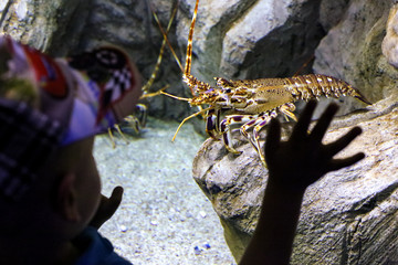 Klaipeda, Lithuania - June 17, 2018: A child is touching the glass of lobster aquarium in the recently renovated Klaipeda sea museum.