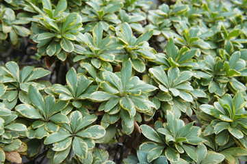 Pittosporum tobira or australian laurel green shrub