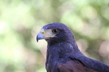 Bussard
