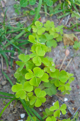 Oxalis acetosella or common wood sorrel green plant vertical