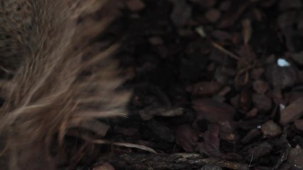 bird is tearing its beak burlap for the nest
