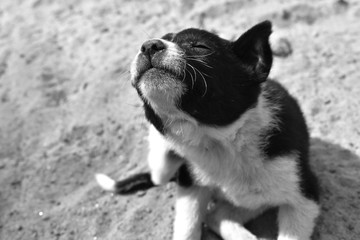 Dog face in close-up