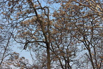 Obraz premium 겨울 나무가지