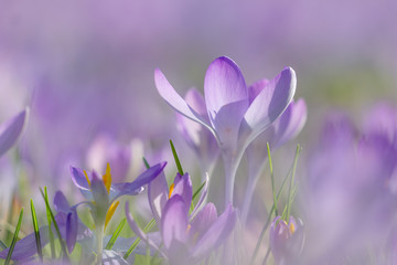 Blühender Krokus im Frühling. Krokusse blühen auf Wiese. 