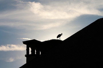 backlit stork standing on her nest on a roof