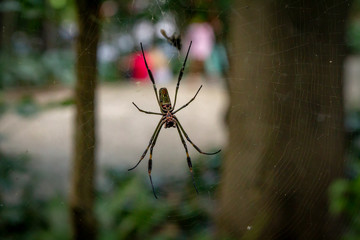 Spider in the park