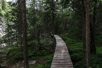 Fototapeta premium Forest hiking trail in Lapland Finland