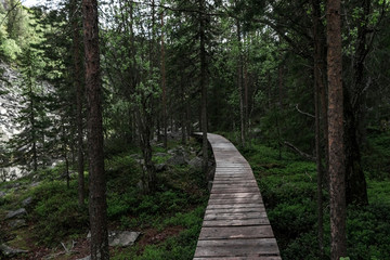 Forest hiking trail in Lapland Finland