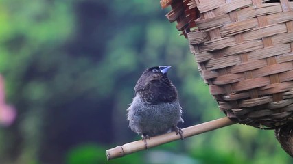 birds sit on a perch near the nest and fly