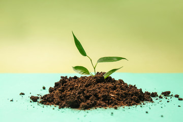 Heap of soil with growing green plant on color background. Ecology concept