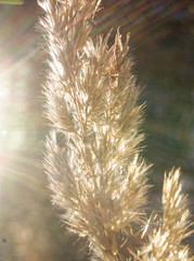 reed in winter in the bright sun