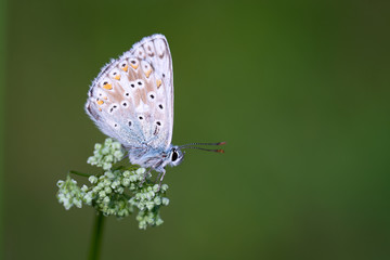 Fototapeta na wymiar Bläuling / Schmetterling