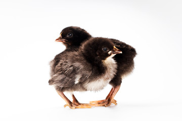 black chickens on white background