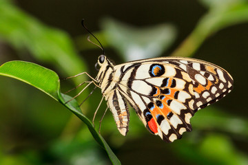 colorful butterfly sits on a green leaf