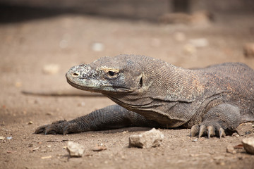Komodo dragon lying/walking at Komodo Island, Indonesia