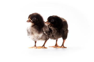 cute black chickens on white background