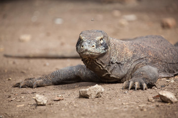Komodo dragon lying/walking at Komodo Island, Indonesia