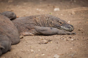 Komodo dragon lying/walking at Komodo Island, Indonesia