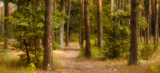 Fantasy summer pine tree forest with mysterious trail